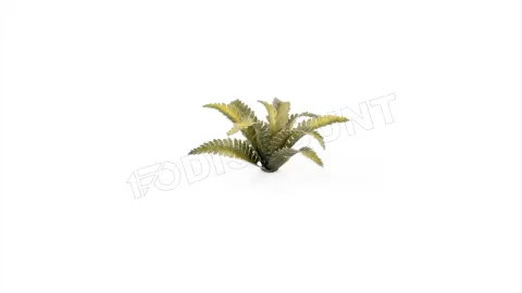 Photo de Gamers Grass - Laser Plants : Deer Fern